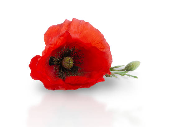 The poppy is isolated on a white background. Red flower close-up for design stock photo