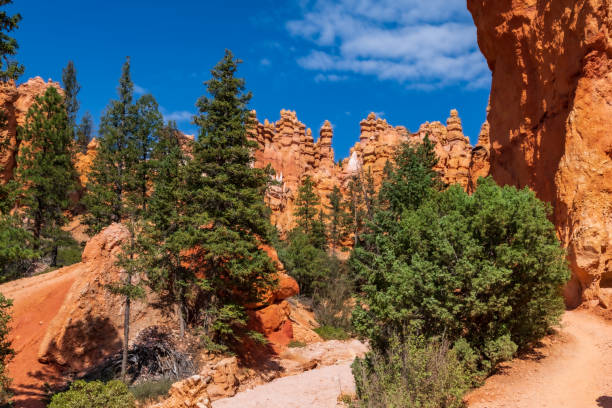 istock Hoo Doo's on the Navajo Trail in bryce Canyon Ampitheater 1344806156