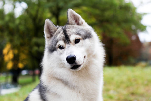 istock Siberian husky in the grass 1344808193