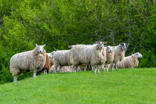 istock Flock of sheep 1344808256