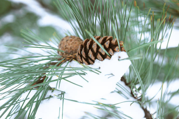 istock A cone hangs on a branch of a conifer tree covered with snow, pine cones hang on a branch in winter 1344808362