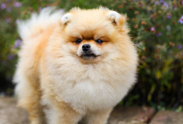 istock Pomeranian in the grass 1344808405