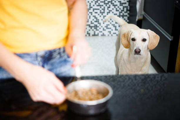 istock dog watching his tutor serving food 1344808422