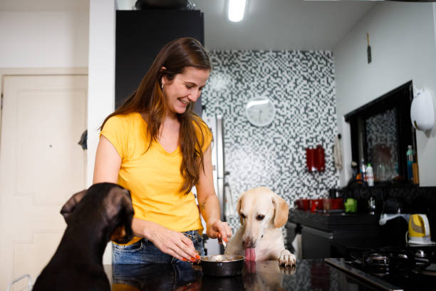 istock dogs watching their tutor serving food 1344808430