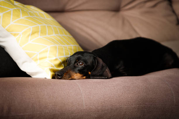 istock small black dog relaxing on sofa beside yellow pillow 1344808506