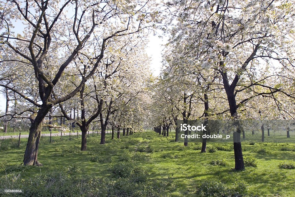 apple orchard - Lizenzfrei Blume Stock-Foto