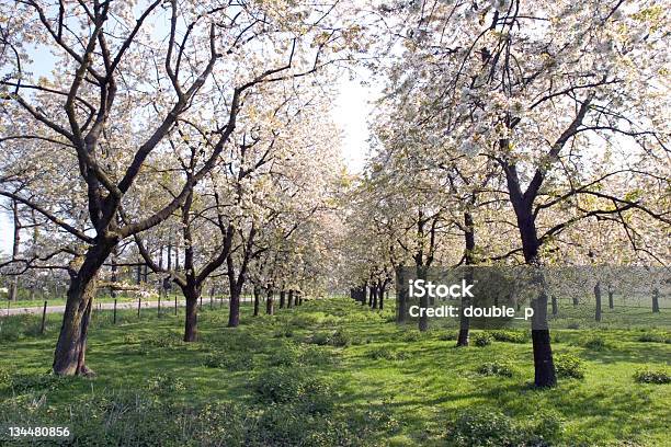 Meleto - Fotografie stock e altre immagini di Fiore - Fiore, Agricoltura, Albero