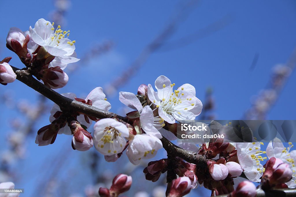 Primavera flor de albaricoque - Foto de stock de Albaricoque libre de derechos