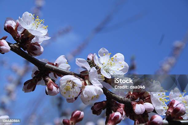 Primavera Flor De Albaricoque Foto de stock y más banco de imágenes de Albaricoque - Albaricoque, Asia, Azul