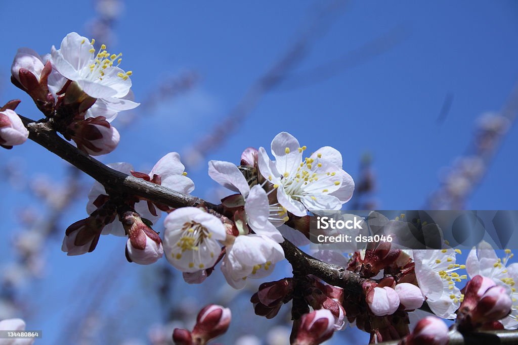 Primavera Flores de damasco - Foto de stock de Ameixa - Fruta royalty-free