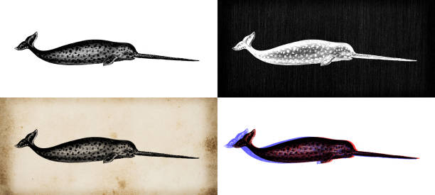 illustrations, cliparts, dessins animés et icônes de illustration d’animaux anciens : narval (monodon monoceros) - narval illustrations