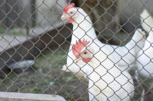 hens or chicken farm. It organic farming domestic chicken to safety food.