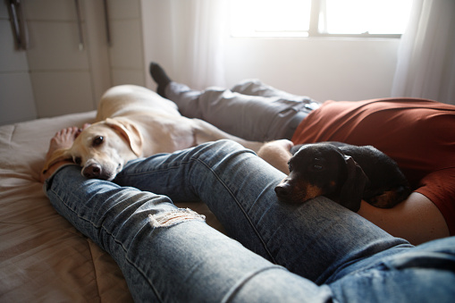 couple lying in bed with their dogs