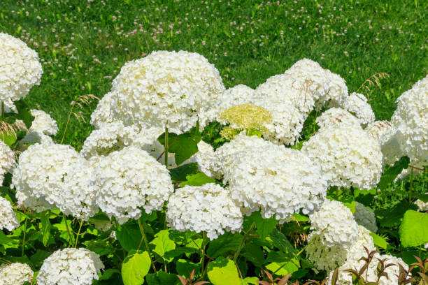 istock Beautiful white blooming hydrangea in a garden 1344808929