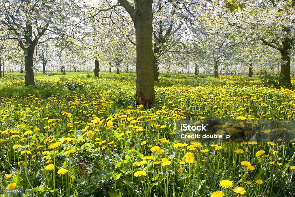 Primavera meadow - Foto de stock de Agricultura royalty-free