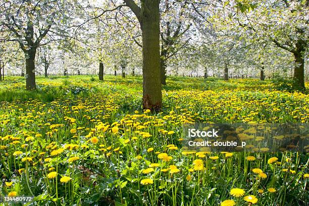 Foto de Primavera Meadow e mais fotos de stock de Agricultura - Agricultura, Amarelo, Começo