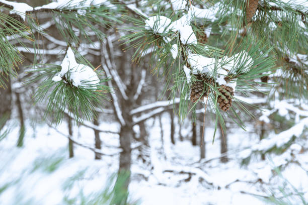 雪に覆われた葉植樹の枝にコーンが掛かり、冬には松ぼっくりが枝にぶら下がっている - snow leaf branch winter ストックフォトと画像