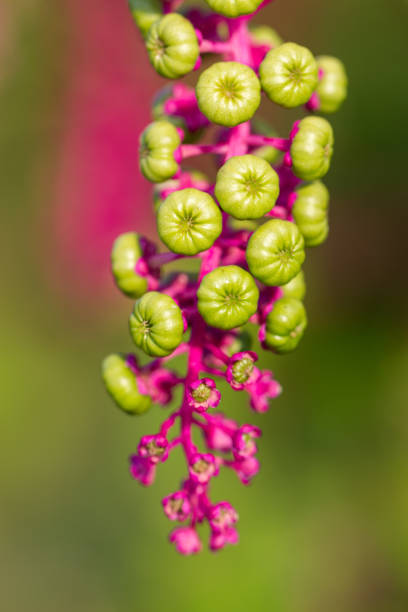 Pokeweed - Phytolacca, with ripe purple berries. Tall North American plant, Phytolacca americana, that has juicy purple berries, and a poisonous purple root used medicinally.