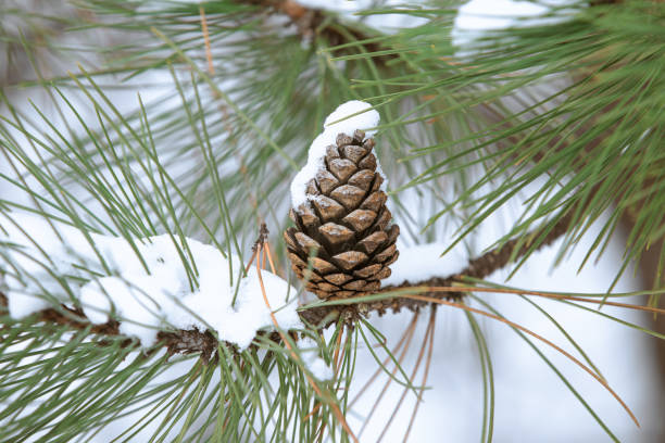 雪に覆われた葉植樹の枝にコーンが掛かり、冬には松ぼっくりが枝にぶら下がっている - snow leaf branch winter ストックフォトと画像