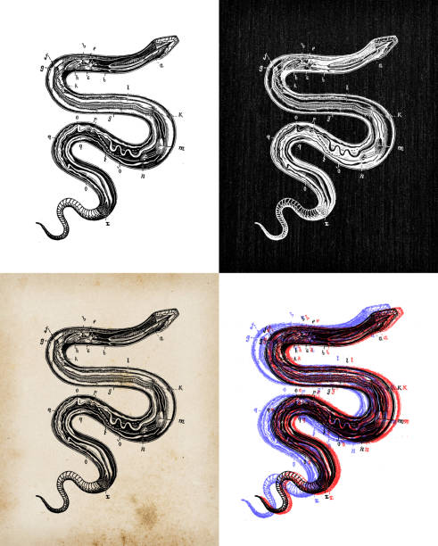 ilustrações de stock, clip art, desenhos animados e ícones de antique animal illustration: snake anatomy - cobra engraving antique retro revival