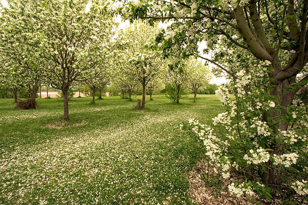 Cтоковое фото Ковер apple blossoms