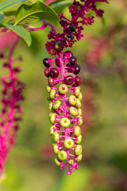 Pokeweed - Phytolacca, with ripe purple berries. Tall North American plant, Phytolacca americana, that has juicy purple berries, and a poisonous purple root used medicinally.