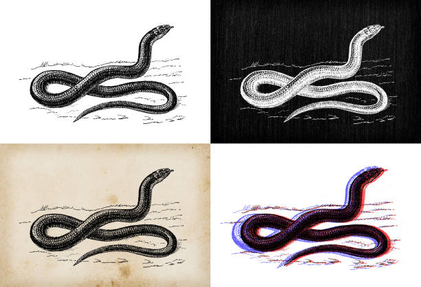 ilustraciones, imágenes clip art, dibujos animados e iconos de stock de ilustración de animales antiguos: anguis fragilis, vídor sordo, gusano lento - european adder illustrations