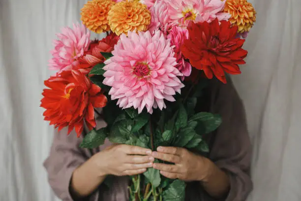 Photo of Autumn flowers bouquet in woman hands close up in rustic room. Woman in linen dress holding beautiful colorful dahlias. Autumn season in countryside. Florist arranging fresh dahlias