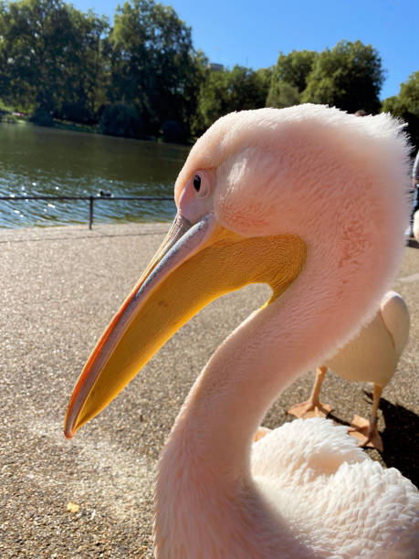 A close up of a Pelican