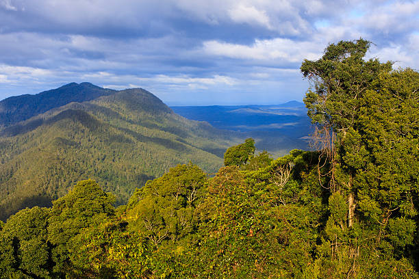 istock Rainforest and hills view from the Dorigo Skywalk 134481207