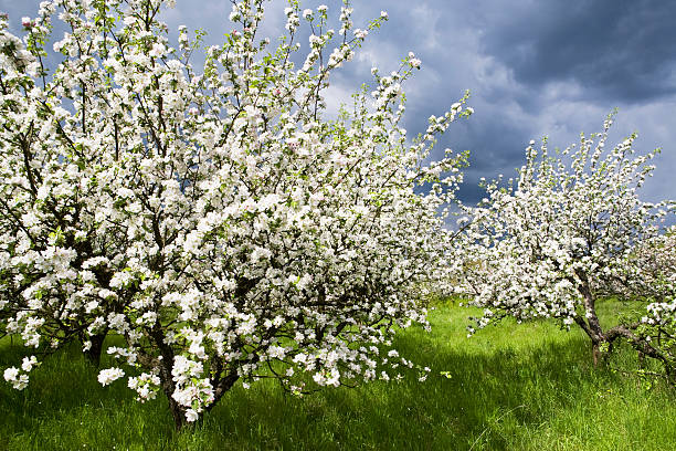 Spring orchard 3 stock photo