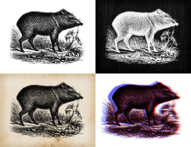 Antique animal illustration: Peccary Antique animal illustration: Peccary javelina stock illustrations
