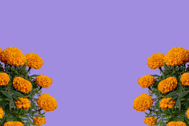 Cempasuchil flower frame. Tagetes Erecta, Mexican flower of the day of the dead.