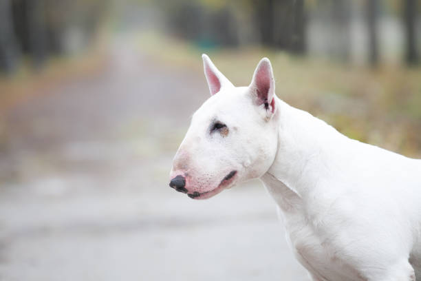 istock White bull terrier walking in the park 1344813589
