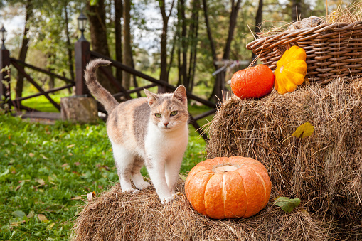 Tricolor cat standing on a compressed hay cube next to a pumpkin. A wicker basket nearby and orange and yellow pumpkins. In the background, a wooden bridge, trees and green grass with fallen leaves