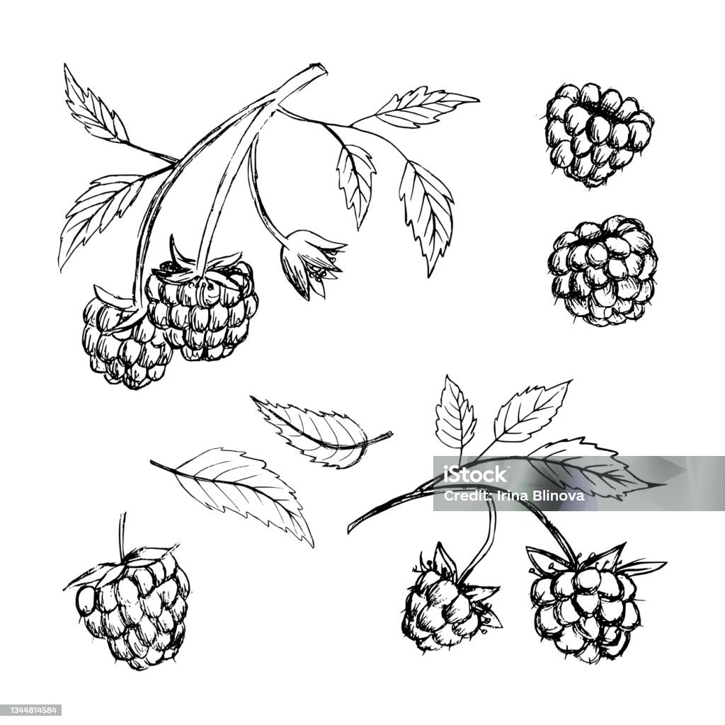 Raspberry Drawing Realistic Raspberry Sketch Ripe Red Raspberry, Realistic Drawing Vector
