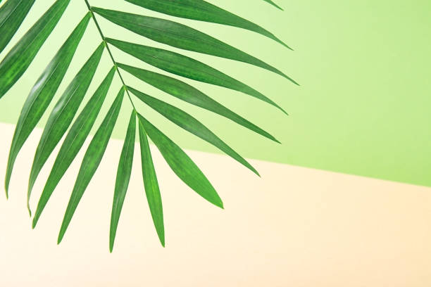 istock Fresh palm leaf on green background. Minimalistic tropical composition. Copy space 1344814669