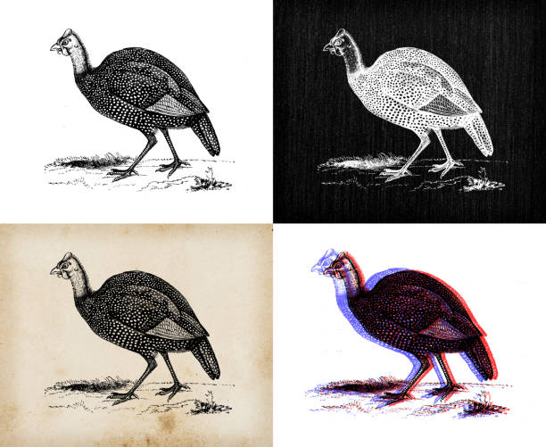 ilustrações, clipart, desenhos animados e ícones de ilustração animal antiga: aves-de-guiné de capacete (numida meleagris) - turkey woodcut engraving antique