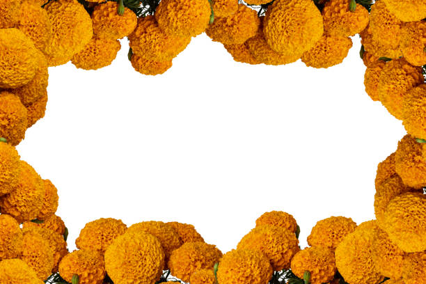 istock Cempasuchil flower frame with colored background and space for text 1344814823