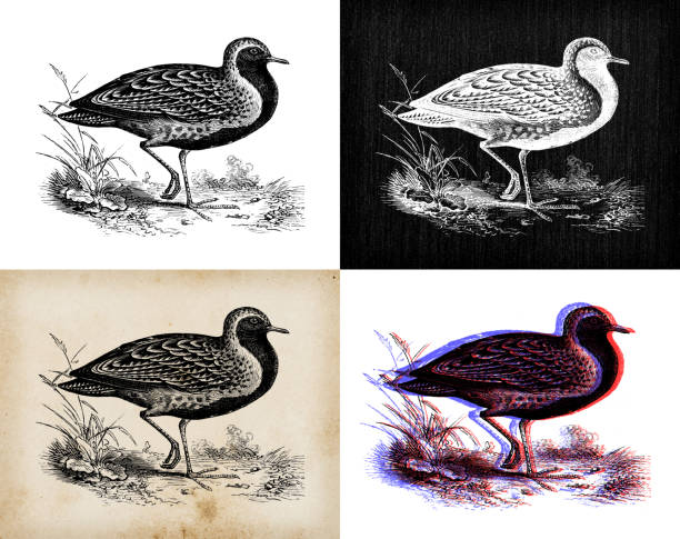 Antique animal illustration: European golden plover (Pluvialis apricaria),