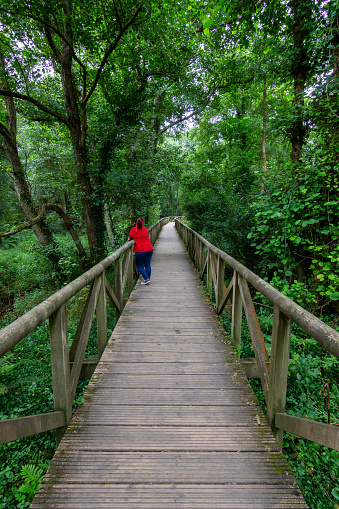 Unrecognizable woman in sweater and red scarf taking a break on a wooden walkway in the middle of a large green forest. Destination unknown