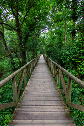 landscape of a gorgeous wooden walkway along a lush green forest. Travel concept