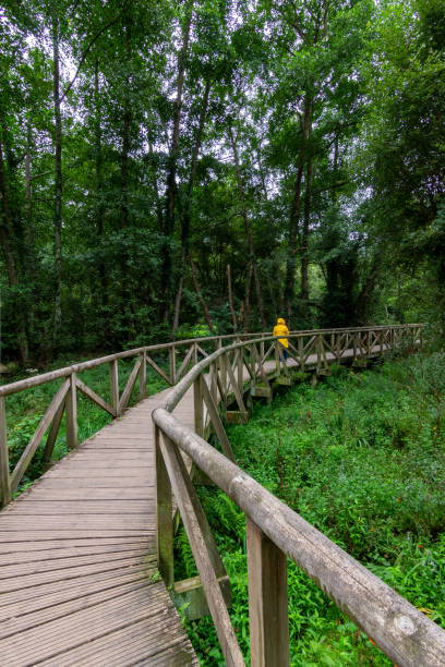 istock Person walking on wooden boardwalk between lush trees 1344815776