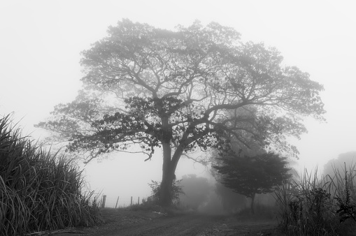 Silhouette of a tree in the field, enveloped by the morning fog, black and white photography.