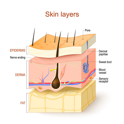 Skin layers. Epidermis, Derma, Hypodermis. Structure of the human skin: Hair, Sensory receptor and Nerve ending, Blood vessel, Pore, Dermal papillae, Sweat duct and Sebaceous gland. Vector illustration. Poster for medical and educational use.