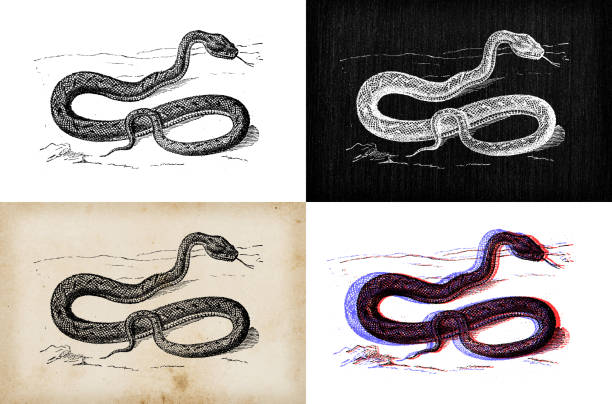 ilustraciones, imágenes clip art, dibujos animados e iconos de stock de ilustración de animales antiguos: vipera - european adder illustrations