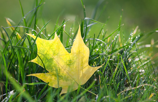 Yellow-green autumn maple leaf lies on green lawn. Raindrops on the grass. Natural foliage and grass background close-up