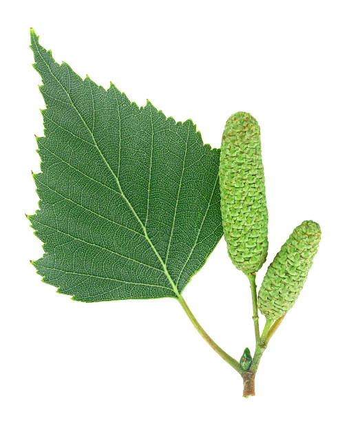 liść srebrnej brzozy i kotkinów izolowany na białym tle, widok z góry. - silver birch tree zdjęcia i obrazy z banku zdjęć