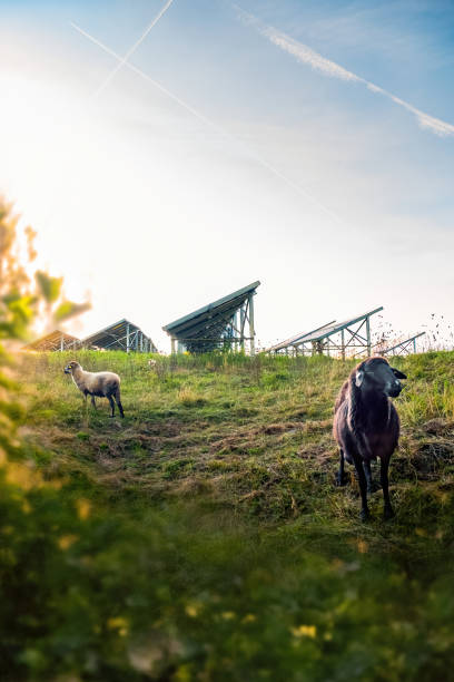 Sheep grazing in the solar park Bavaria, Germany