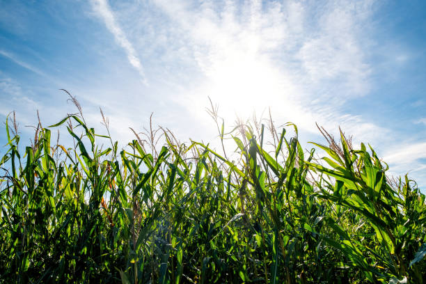 istock corn field in front of beautiful bavarian blue sky 1344819805